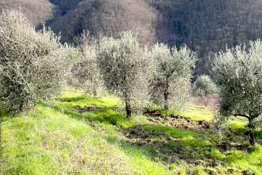 Le nostre coltivazioni tra le colline del basso Mugello