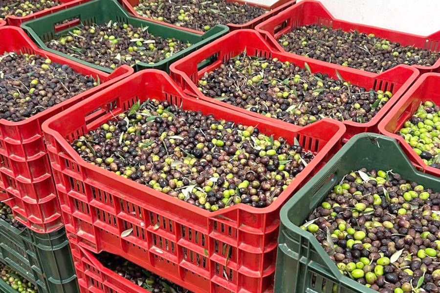 La raccolta delle nostre olive spremute a freddo