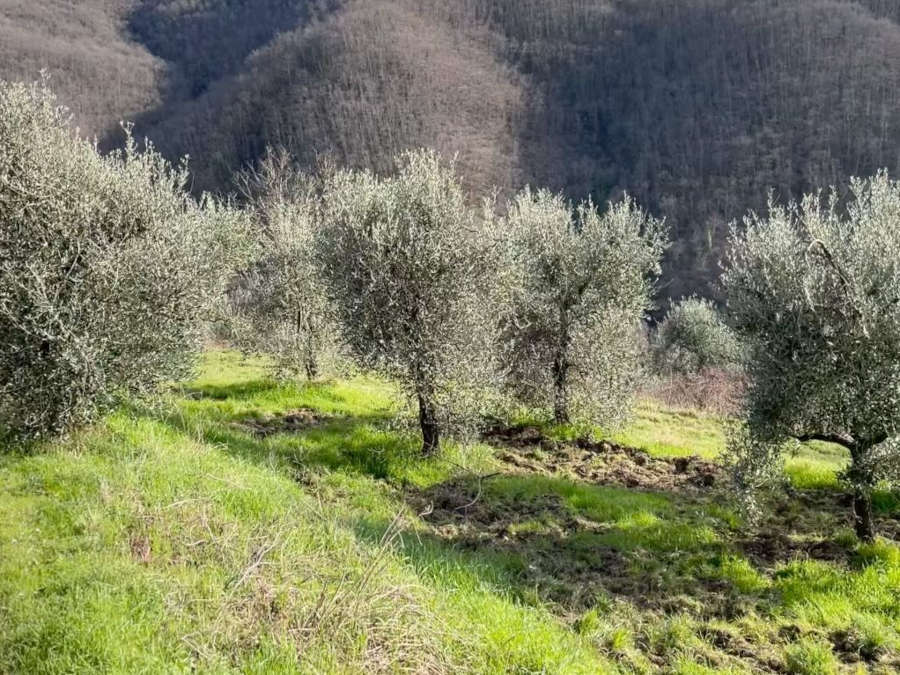 I nostri uliveti toscani