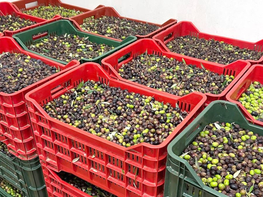 Cassette con le nostre olive appena colte