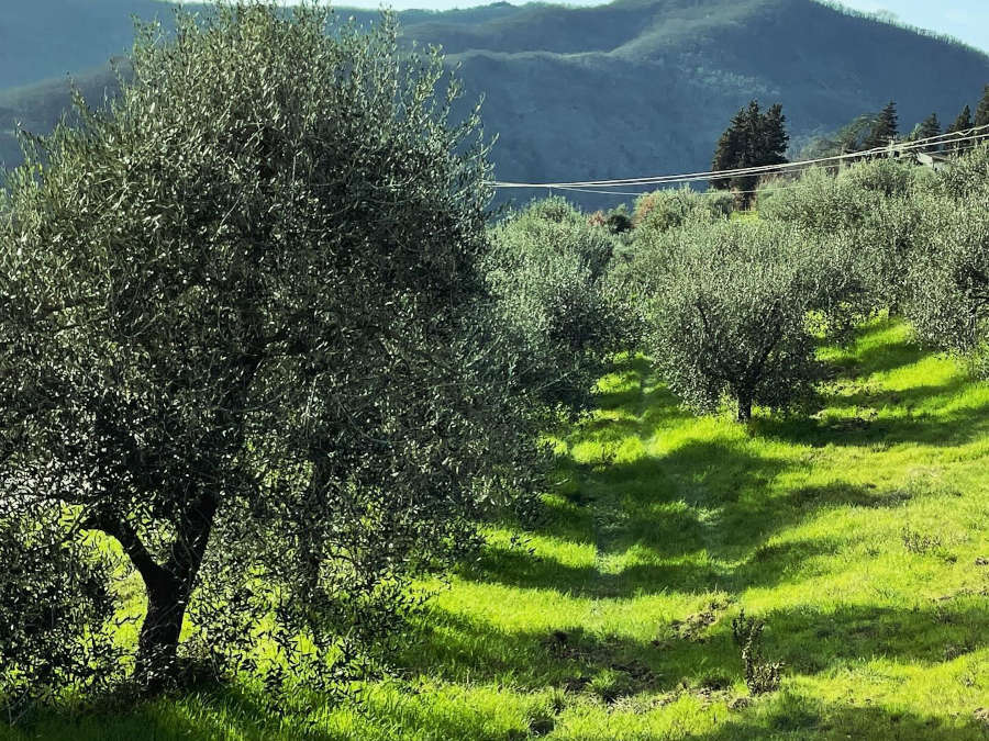 I nostri uliveti toscani