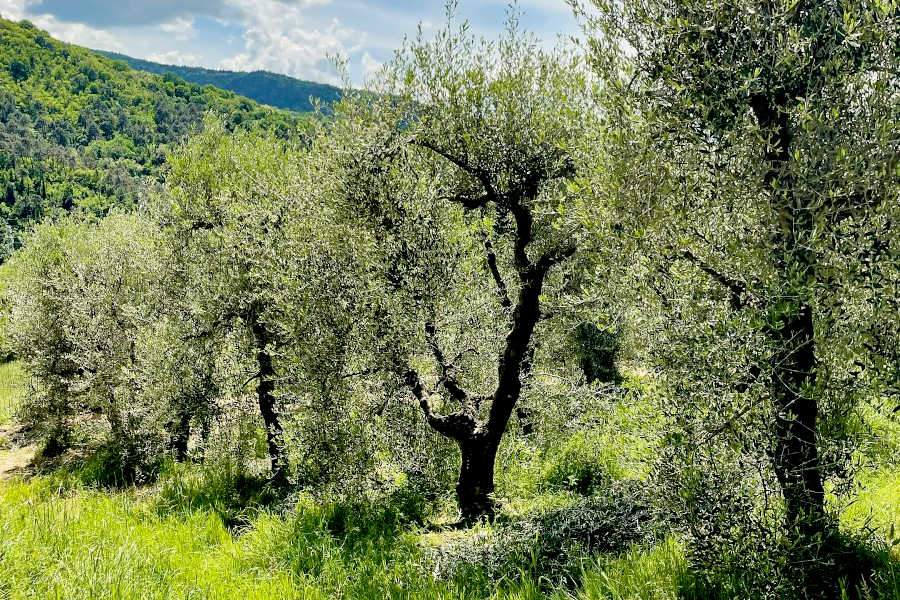 I nostri oliveti impiantati secondo la tradizione toscana I nostri oliveti impiantati secondo la tradizione toscana