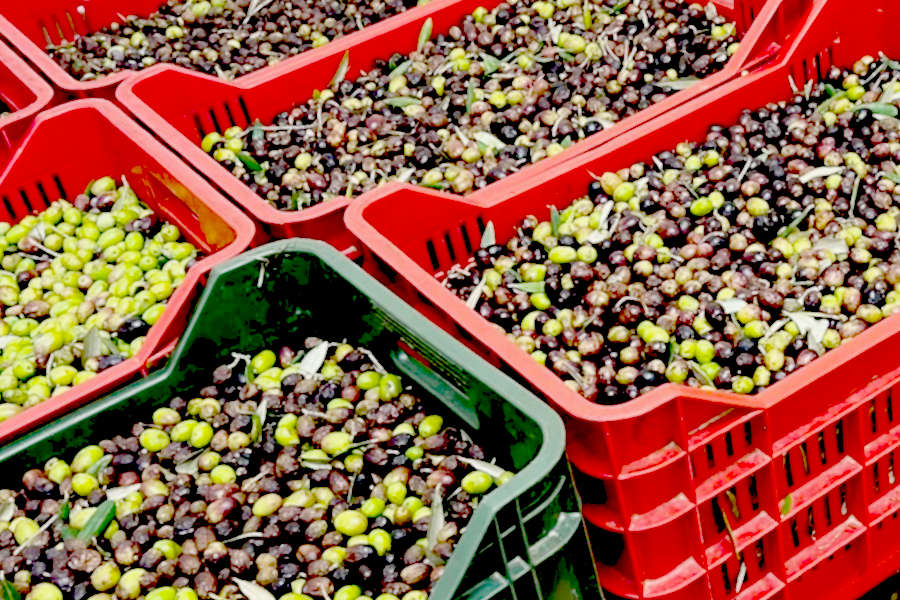 Le nostre olive coltivate in Toscana Le nostre olive coltivate in Toscana